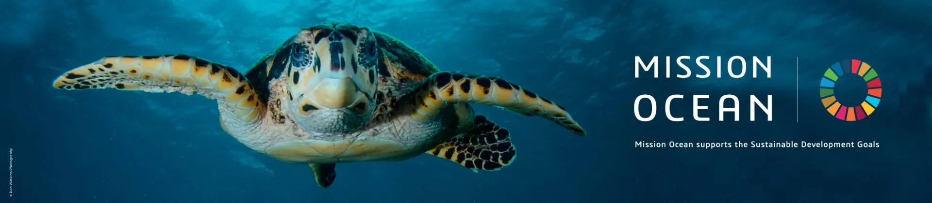 Mission Ocean banner - A Turtle swimming in the ocean > La Fondation Dassault Systèmes