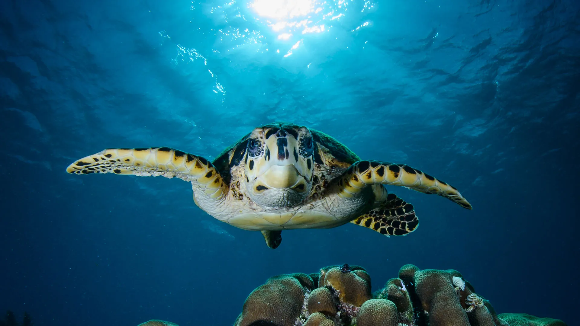 Turtle in the ocean - Ron Watkins Photographer > La Fondation Dassault Systèmes